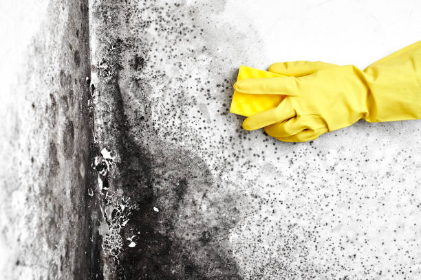 Best Residential Mold Removal  in Winnsboro, SC