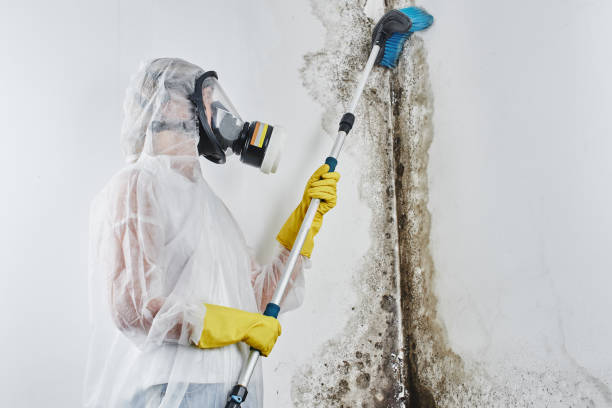 Best Toxic Mold Removal  in Winnsboro, SC