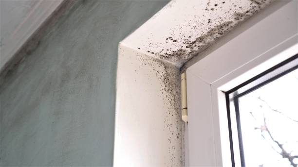 Best Fast Mold Removal  in Winnsboro, SC