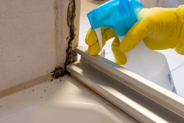 Best Commercial Mold Removal  in Winnsboro, SC