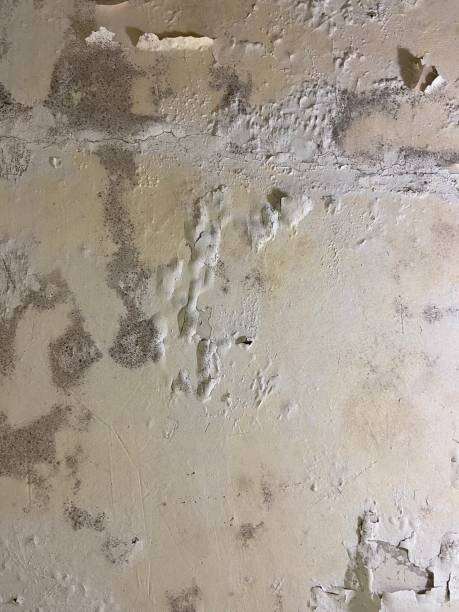 Best Black Mold Removal  in Winnsboro, SC
