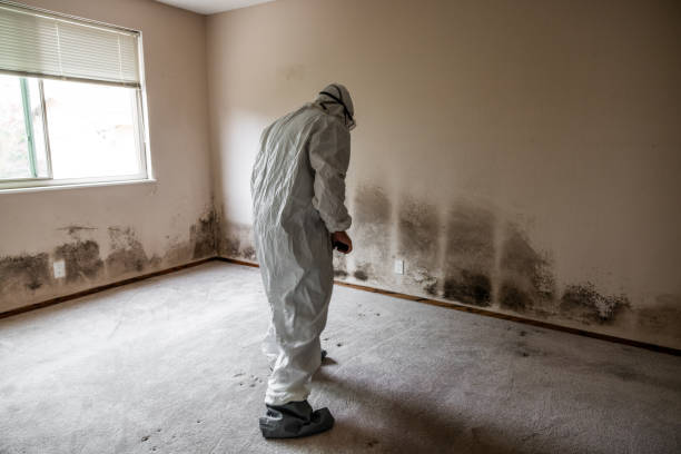 Attic Mold Removal in Winnsboro, SC